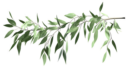 Fototapeta premium Delicate green leaves branch isolated on white