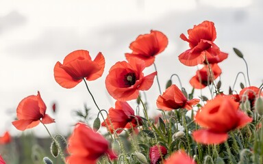 Obraz premium Red Poppy Flower in Bloom - Close-Up Nature Photography