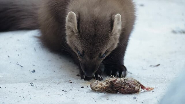 Marten caught prey in a snowy forest