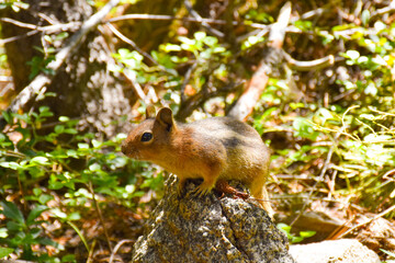 Striped Chipmunk Close Up on a Rock in Natural Habitat