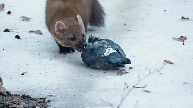 Marten caught prey in a snowy forest