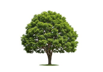 Isolated tree with green foliage on a bright background isolated on white background