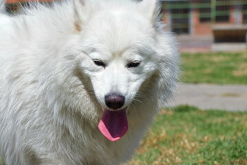 Obraz premium The white canine poses outside at noon on green grass beneath bright sunlight showing excitement and energy as it pants happily near tall structures with power lines.