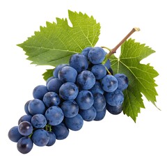 Fototapeta premium bunch of grapes isolated on white. blue grapes on a white background