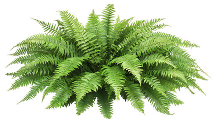 Lush fern plant on white background