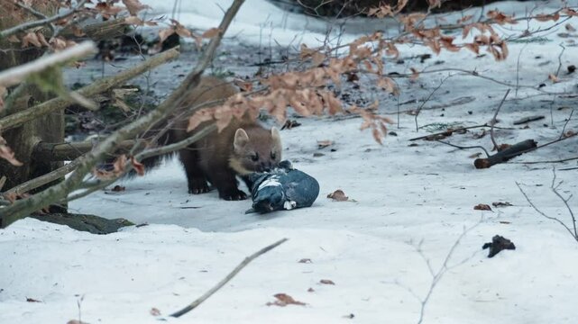 Marten caught prey in a snowy forest