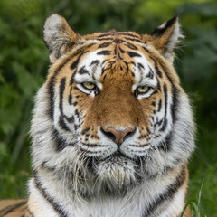 Amur tiger portrait