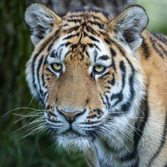 Amur tiger portrait