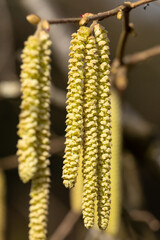 Blütenstand an einem Haselnuss-Strauch