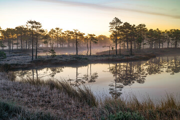 Obraz premium Swamp landscape before sunrise