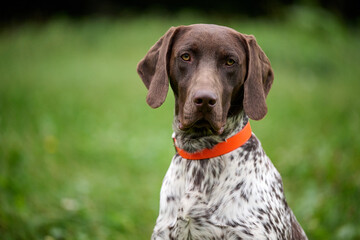 german short haired pointer in the grass