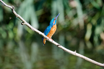 kingfisher on a branch