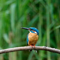 Fototapeta premium kingfisher on a branch