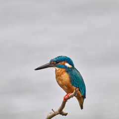 kingfisher on a branch