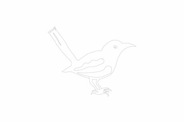 Fototapeta premium Oriental Magpie Robin