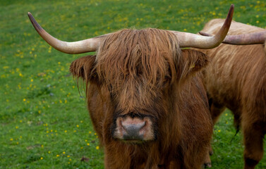 Highland Cattle scottish cow on a meadow, close up