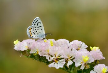 dotted and small, wild butterfly photos