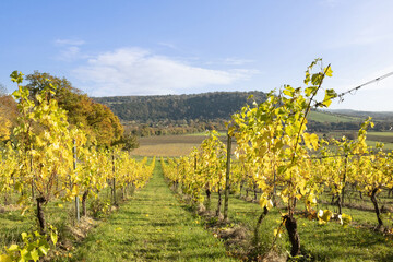 Vines on a sunny early morning in autumn pointing towards Box Hill in the Surrey Hills, Dorking