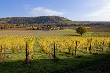 Picturesque rows of vines after sunrise on a sunny morning in Autumn, close to Box Hill in Surrey Hills, Dorking