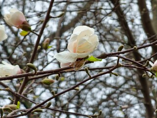 Branch of Magnolia kobus, japanese magnolia or kobushi magnolia in flower.