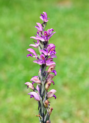 Obraz premium photographs of wild plants and wildflowers. photos of purple wild orchids.