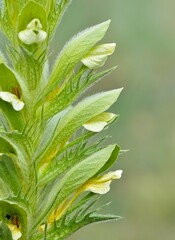 photos of wild plants and flowers. Images of thorny flowers.