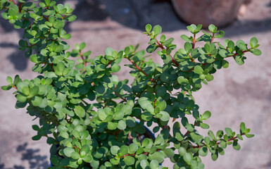 thick, fleshy green leaves and reddish stem of Portucalaria Affra,  an easy to care succulent plant, also known as elephant bush or dwarf jade. © suprabhat