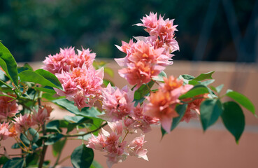 Vibrant pink-orange hued bougainvillea (Roseville Delight) in full bloom. Bougainvillea is popular low maintenance ornamental vine, named after french explorer Louis Antoine de Bougainville.