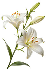 Naklejka premium Elegant white lily in full bloom isolated on the transparent background