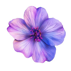 Obraz premium Vibrant Purple Flower Close Up Delicate Petals Stunning Bloom