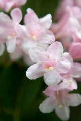 Fototapeta premium A line of five petalled pink flowers with pale yellow anthers against a dark green background.