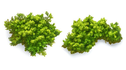 Fototapeta premium Overhead view of two green bushes on white background