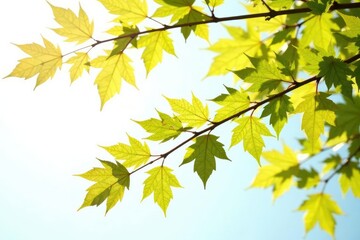 Branches with leaves isolated on white background, foliage, tree parts, simplicity