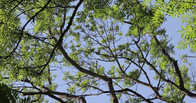 Lush green tree branches in the wind