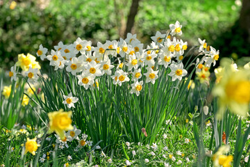 White and orange Narcissus ‘Flower Record’ large cupped daffodil in bloom.