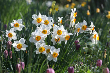Obraz premium White and orange Narcissus ‘Flower Record’ large cupped daffodil in bloom.