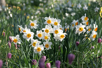 Fototapeta premium White and orange Narcissus ‘Flower Record’ large cupped daffodil in bloom.