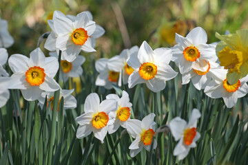 White and orange Narcissus ‘Flower Record’ large cupped daffodil in bloom.