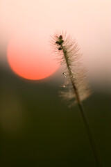 Seedhead of grass with rain drops in front of a setting magenta sun.  