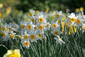White and orange Narcissus &lsquo;Flower Record&rsquo; large cupped daffodil in bloom.