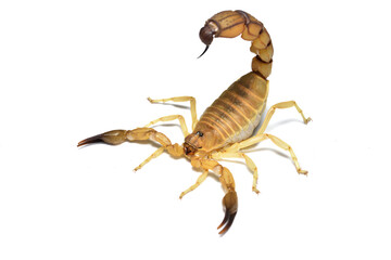 Closeup picture of the medically important yellow fat-tailed scorpion Androctonus australis...
