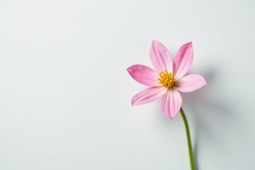 Small delicate flower on a crisp white background, small, detail, bloom