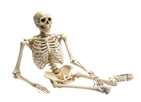 Human skeletal structure model in anatomical pose, highlighting bones and joints, isolated for medical and educational reference