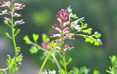 Fumaria officinalis blooms in nature