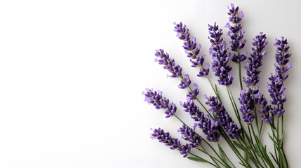 Naklejka premium Lavender Flowers on White Background for Aromatherapy and Natural Scenery