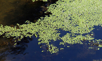 Lesser duckweed (Lemna minor) grows wild in a reservoir