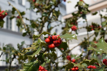 Holly berry bush in Krakow, Poland