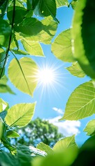 Sunburst through Summer Leaves.