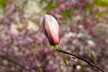 Fototapeta premium Pink flowers of magnolia serene