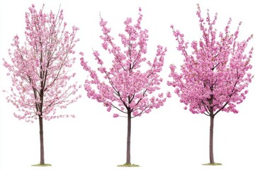 Obraz premium Three pink flowering trees in full bloom against a bright white background capturing the essence of spring season in a minimalist style